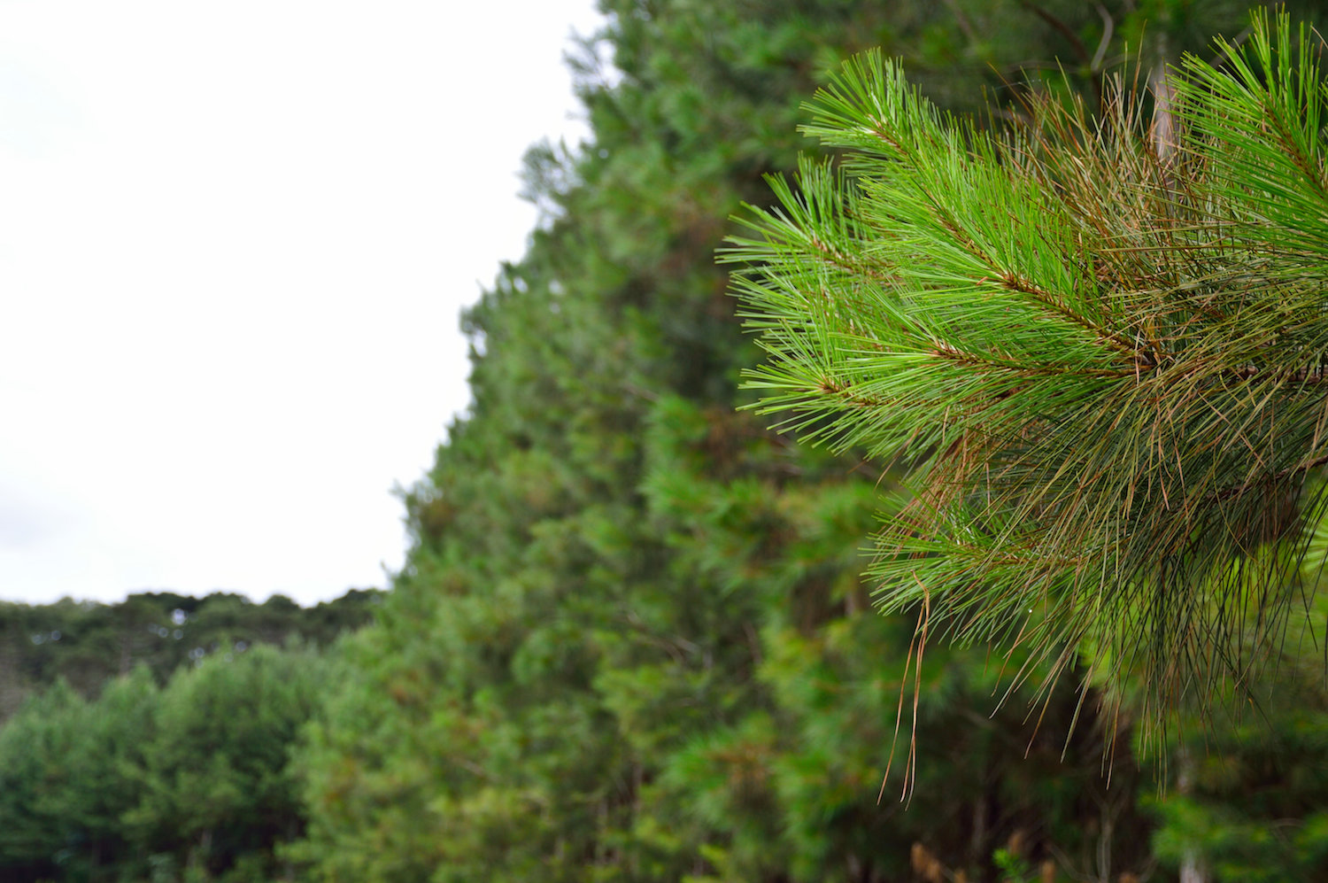 Figura 1: Pinus, a cultura que cobre praticamente todo o território de Três Barras e move a economia local