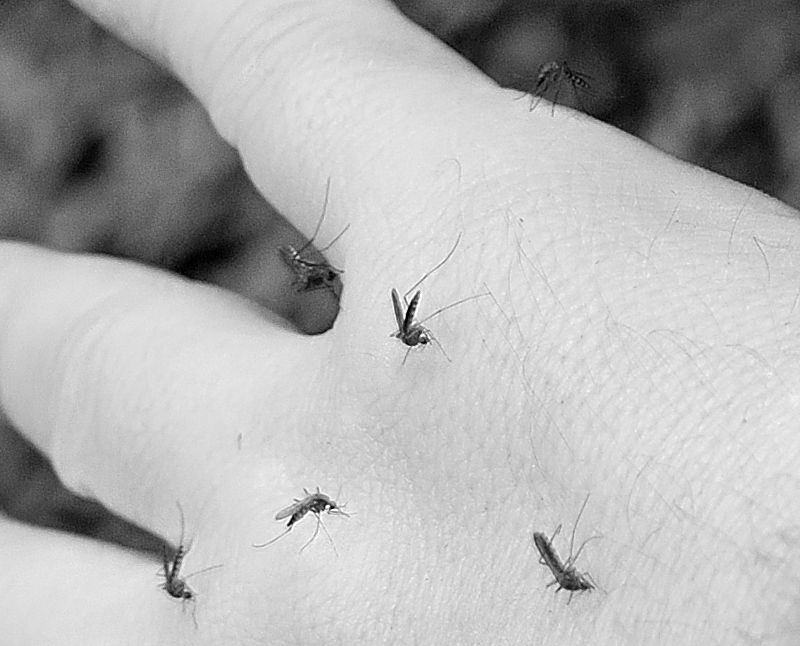 Figura 4: Mosquitos em Bugre, Três Barras/SC